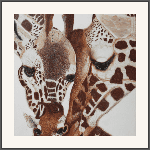 A Young Family of Giraffe Caring for each other